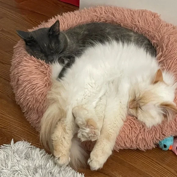 🚨ATTENTION🚨 - Picture 6 of 8